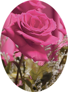 rose Marano